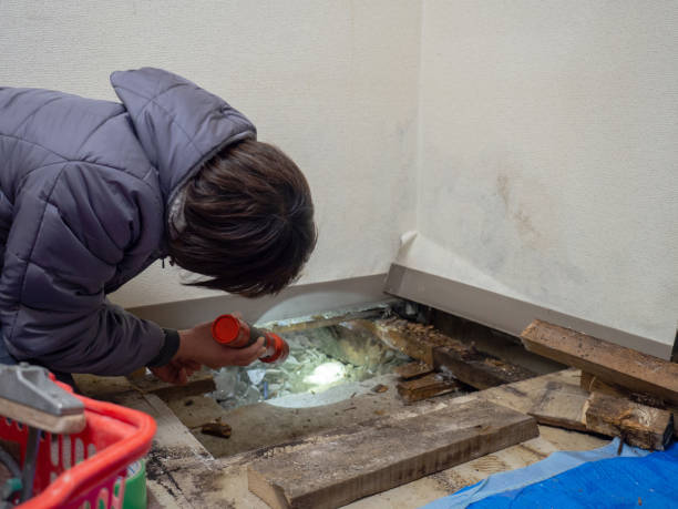 Best Mold Documentation for Insurance Claims  in Llington, MI