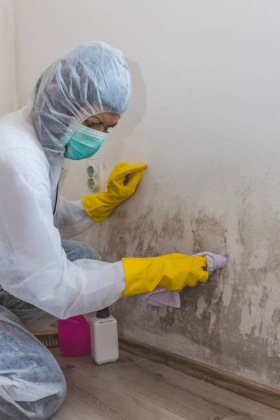 Best Residential Mold Inspection & Testing  in Llington, MI