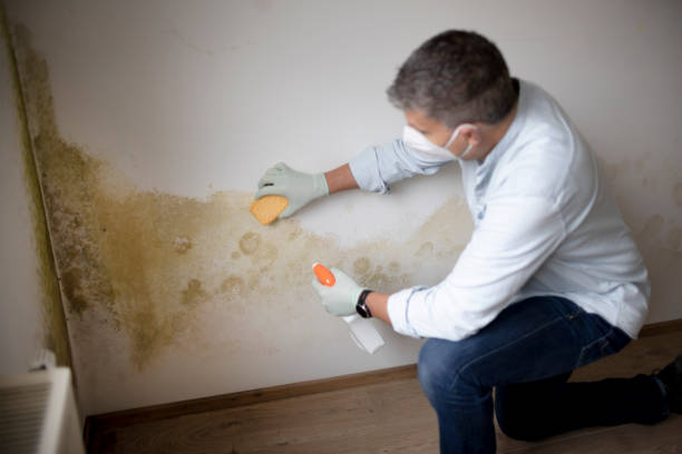 Best HVAC Mold Inspection and Cleaning  in Llington, MI
