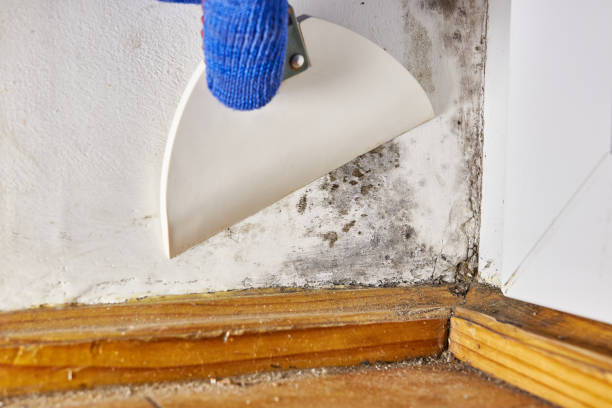 Best Mold Odor Removal Services  in Llington, MI