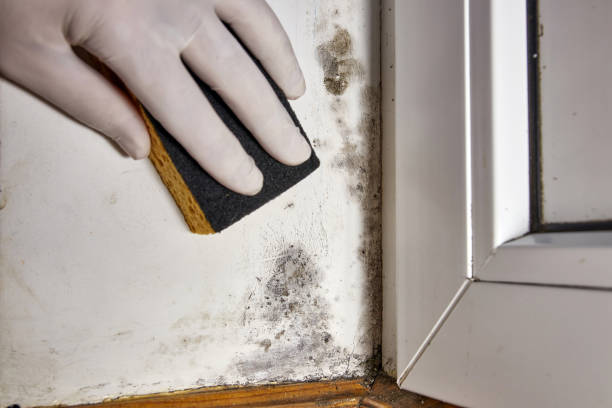 Mold Remediation for Vacation Homes in Millington, MI